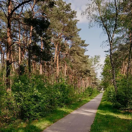 Ijsvogel Veluwe